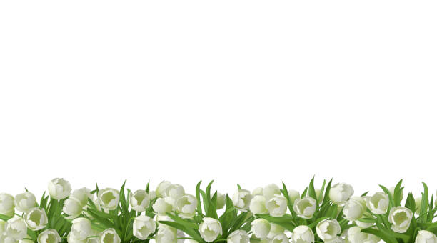 3d tulpenblumen auf weißem hintergrund - bkg stock-fotos und bilder