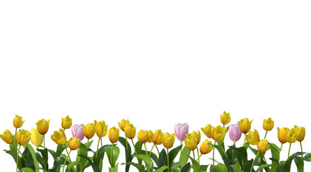 3d tulpenblumen auf weißem hintergrund - bkg stock-fotos und bilder