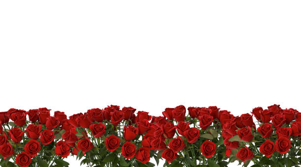 istock 3D rose flowers on white background 1147700635