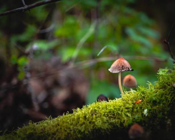 istock Panaeolina foenisecii, haymakers mushroom 1147703385