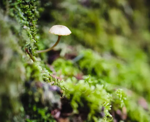 Photo of Haymaker's Mushroom, Panaeolina foenisecii