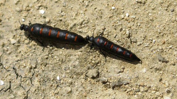 istock Two red striped oil beetles 1147703786