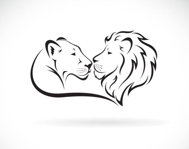 beyaz arka planda erkek aslan ve kadın aslan tasarımı. vahşi hayvanlar. aslan logosu veya simgesi. kolay düzenlenebilir katmanlı vektör çizim. - dişi aslan stock illustrations