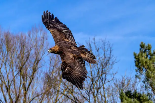 Photo of Golden eagle, Aquila chrysaetos sitting on a branch