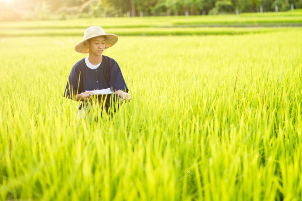 istock Asia farmer and rice plant in the fields 1147705904