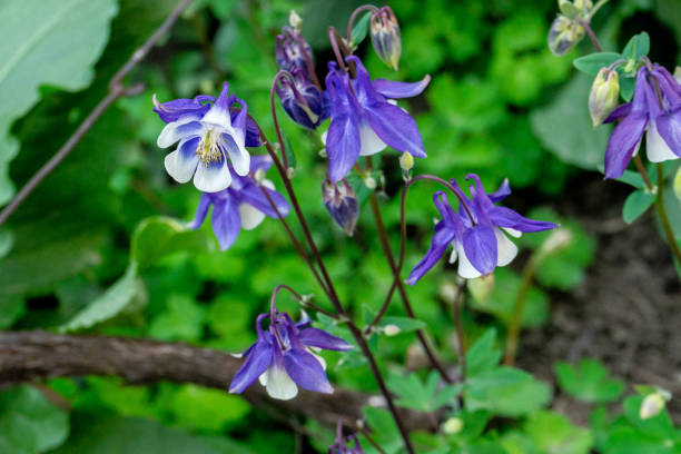 istock Colorful bells - field flowers - in natural environment 1147706540