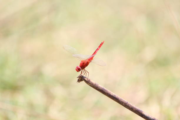red dragonfly resting on tip of a dry stick