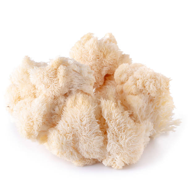 istock Yamabushitake mushroom or lion mane mushroom isolated over white background. 1147707230