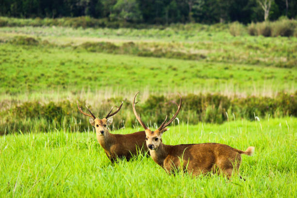 istock Two deer in the meadow with trees in soft-focus in the background 1147708520
