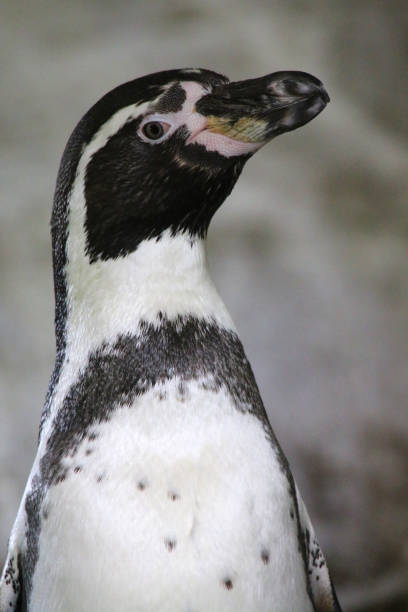 imagen de aves marinas salvajes del pingüino de humboldt (spheniscus humboldti) mostrando plumas blancas y negras, pico y ojos de cerca, pingüinos humbolt de pie al aire libre, relacionados con los pingüinos africanos, magellanic y galápagos - jackass penguin penguin zoo swimming animal fotografías e imágenes de stock