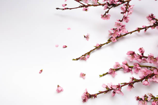 istock Peach blossom on pastel white background. Fruit flowers. - Image 1147708639