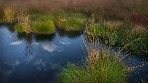 Moor in the High Fens in Belgium and Germany