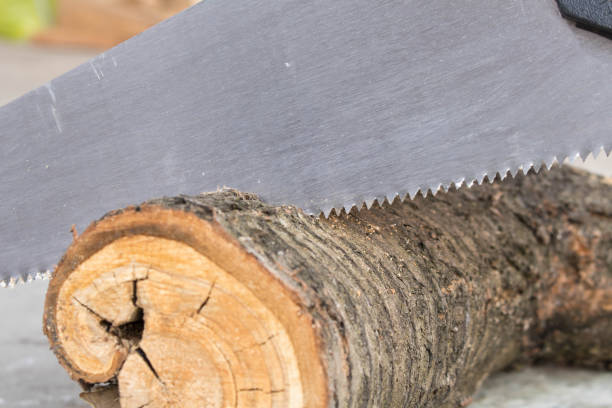 istock Sawing logs with a hand saw in the backyard. Close up. 1147711417