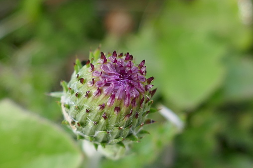 Teasel flower head