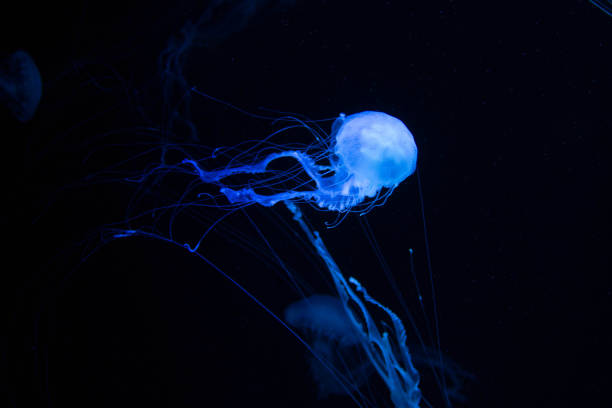 istock Beautiful blue jellyfish on the ocean floor 1147711489