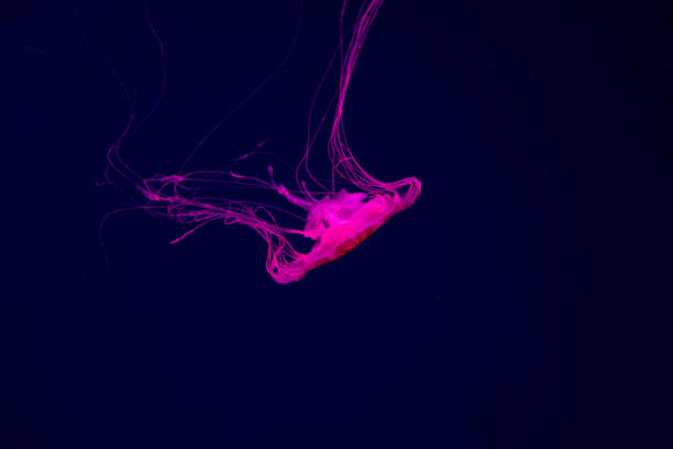 istock Beautiful pink jellyfish for text 1147711517