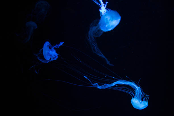istock Beautiful blue jellyfish for text 1147711584