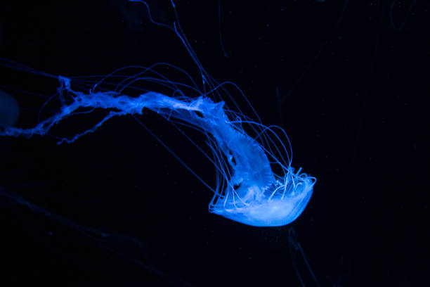 красивая синяя медуза для текста - box jellyfish стоковые фото и изображения