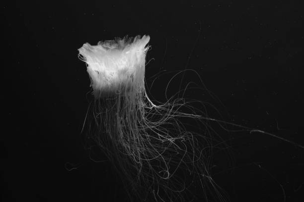 istock Exotic beautiful jellyfish black and white photo for text 1147711594