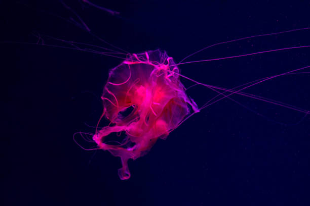 istock Beautiful pink jellyfish for text 1147711616