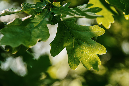 Green oak tree leaves in spring