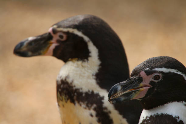 imagem do par de pássaros selvagens flightless do mar do pinguim de humboldt (humboldti de spheniscus) que mostram penas preto e branco, bico do close-up/conta e olhos, pares dos pinguins de humbolt que estão ao ar livre, relacionados ao africano, magell - jackass penguin penguin zoo swimming animal - fotografias e filmes do acervo