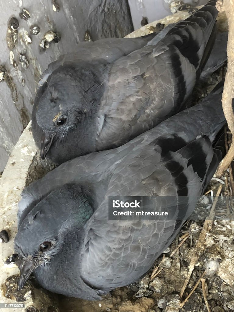 Hình Ảnh Chim Bồ Câu Con Hoang Dã Trong Tổ Trên Ban Công Ấn Độ ...