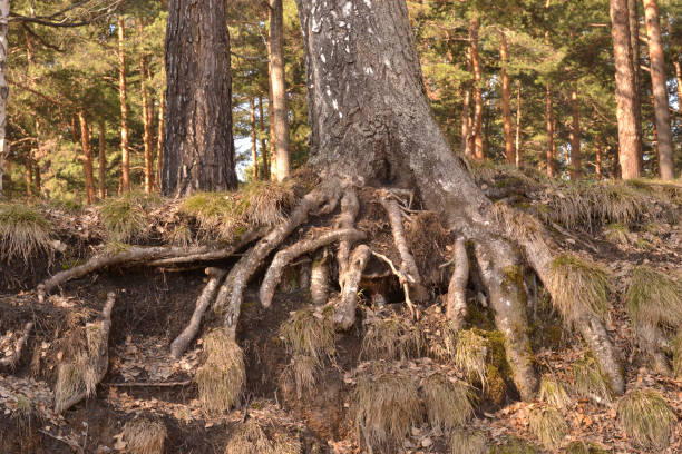 Strong roots hold the birch on the edge of the cliff. The pines are behind this birch.