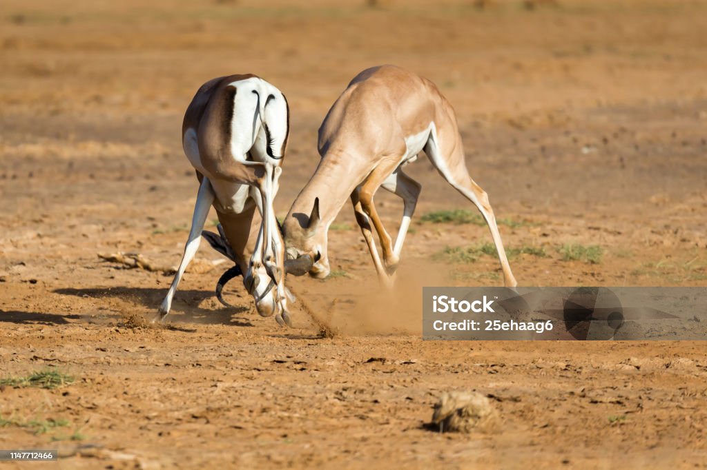 A battle of two Grant Gazelles in the savannah of Kenya The battle of two Grant Gazelles in the savannah of Kenya Africa Stock Photo