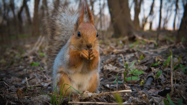 istock Wild squirrel eating nuts in the forest, close-up. Beautiful squirrel with fluffy tail 1147712615
