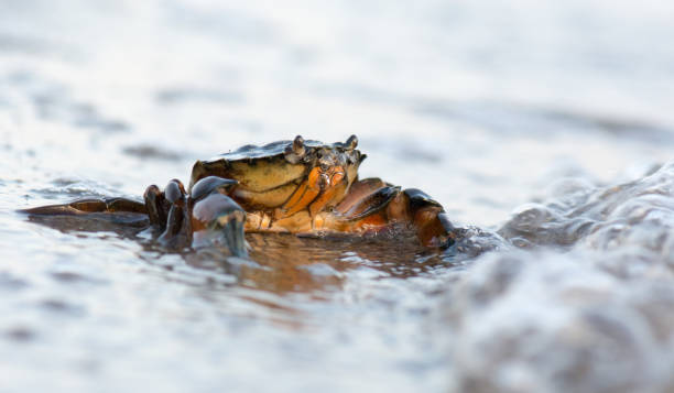 shore crab - wouter imagens e fotografias de stock