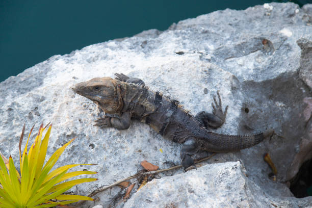 Big Iguana resting on a stone by the water on the Yucatan Peninsula