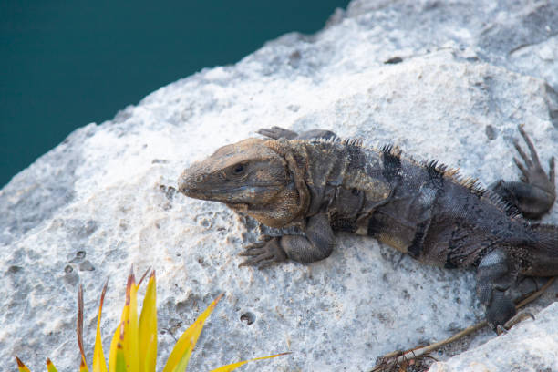 istock Iguana on a stone near the water 1147713819