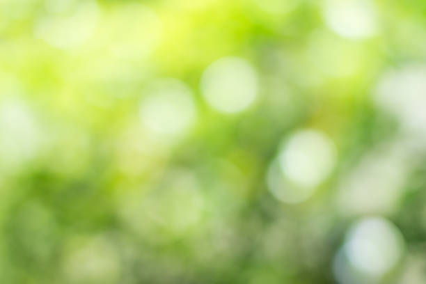 istock Green bokeh background of leaf. 1147714002