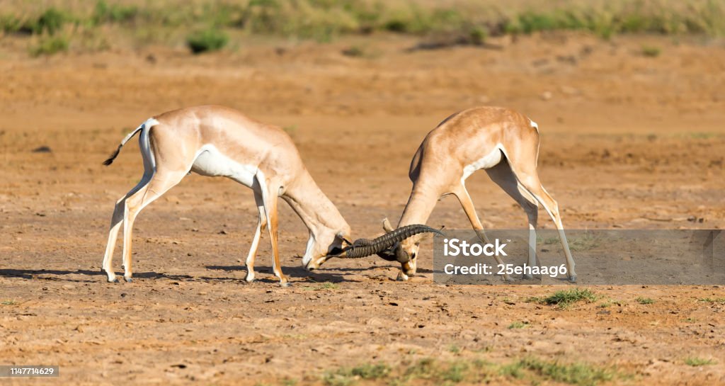 A battle of two Grant Gazelles in the savannah of Kenya The battle of two Grant Gazelles in the savannah of Kenya Africa Stock Photo