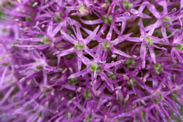 istock Close-up of small spring wildflowers 1147714747
