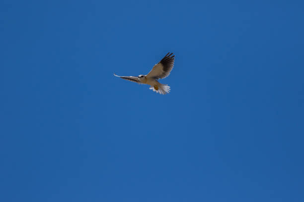 black-shouldered kite or black-winged kite flying around in a blue sky with a wings open at tal chappar, churu, rajasthan, india