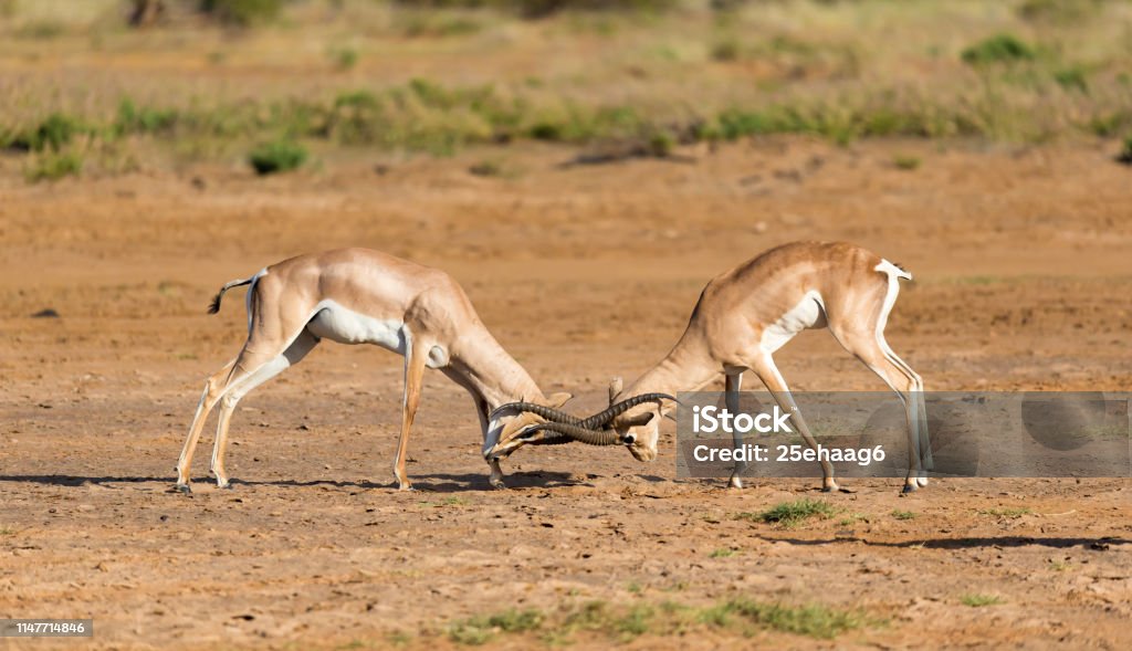 A battle of two Grant Gazelles in the savannah of Kenya The battle of two Grant Gazelles in the savannah of Kenya Africa Stock Photo