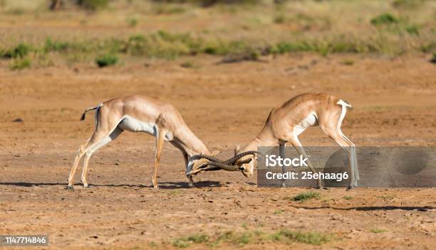 A Battle Of Two Grant Gazelles In The Savannah Of Kenya Stock Photo - Download Image Now