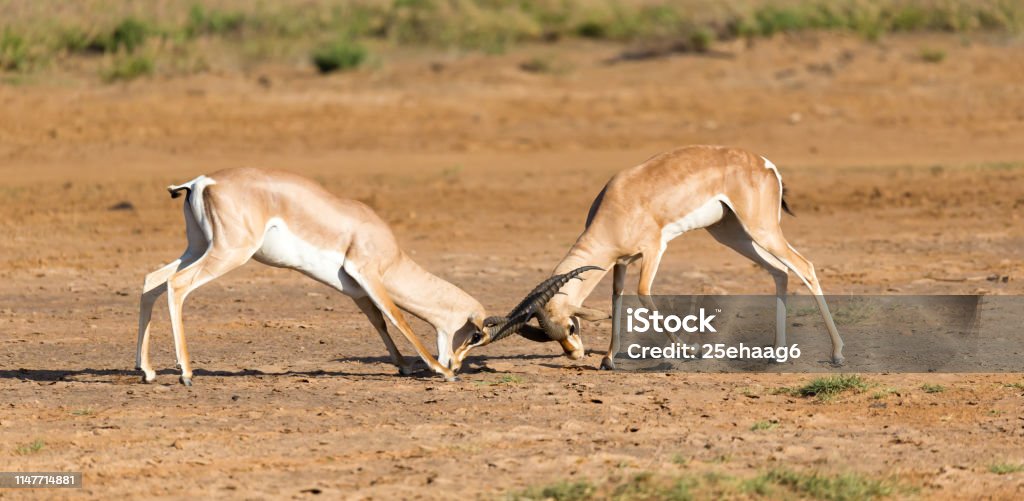 A battle of two Grant Gazelles in the savannah of Kenya The battle of two Grant Gazelles in the savannah of Kenya Africa Stock Photo