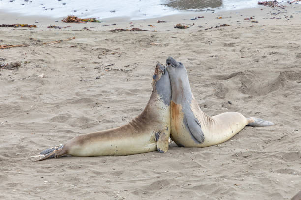 istock seals sleeping at the beach near San Simeon 1147714883