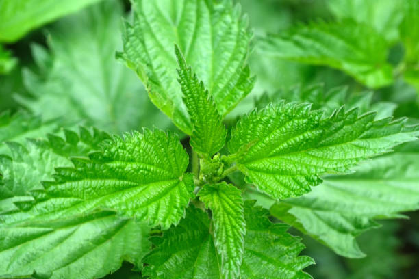 istock Medicinal plant nettle 1147715050