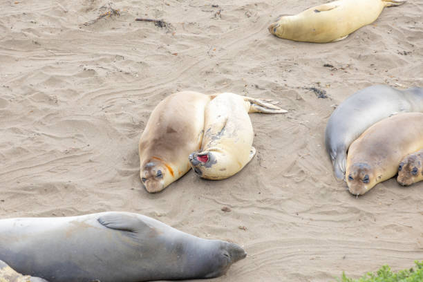 istock seals sleeping at the beach near San Simeon 1147715088