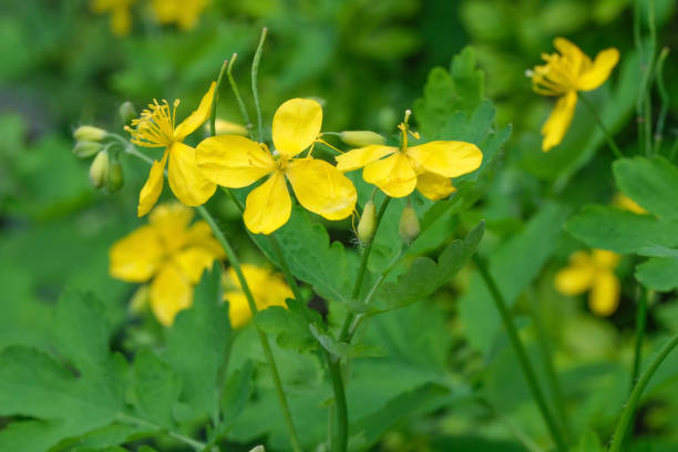 istock Medicinal herb celandine 1147715203