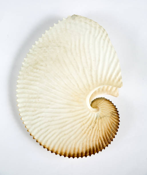 istock close up of an amazing fibonacci pattern in a nautilus shell 1147716546