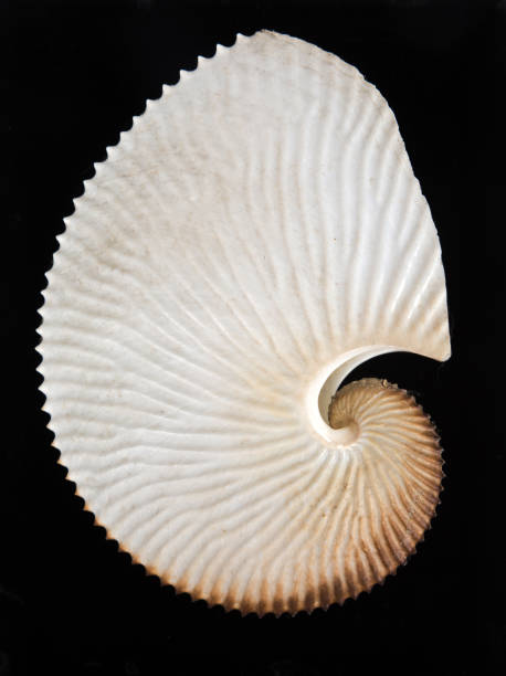istock close up of an amazing fibonacci pattern in a nautilus shell 1147717090