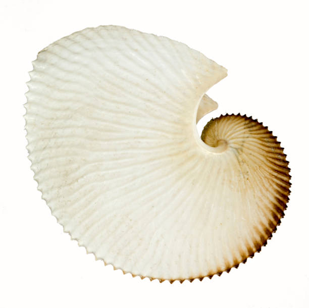 istock close up of an amazing fibonacci pattern in a nautilus shell 1147717109