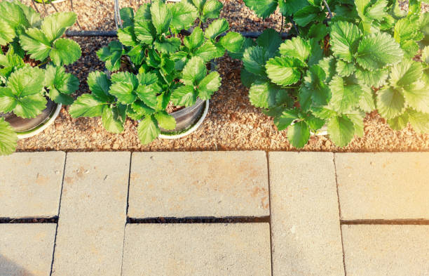 istock Strawberry plant in greenhouse 1147717134