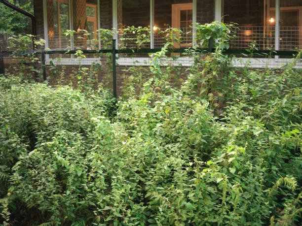 Mess of plants around a house in forest