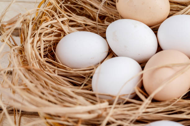 istock raw eggs in the hay on a wooden background 1147717467